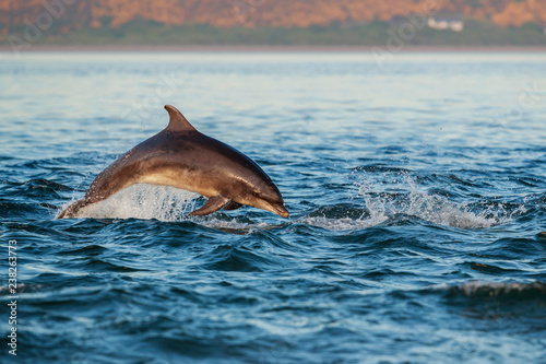 Happy playful wild bottlenose dolphins photo