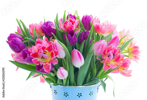 Pink and violet tulip fresh flowers isolated on white background