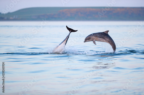 Happy playful wild bottlenose dolphins photo