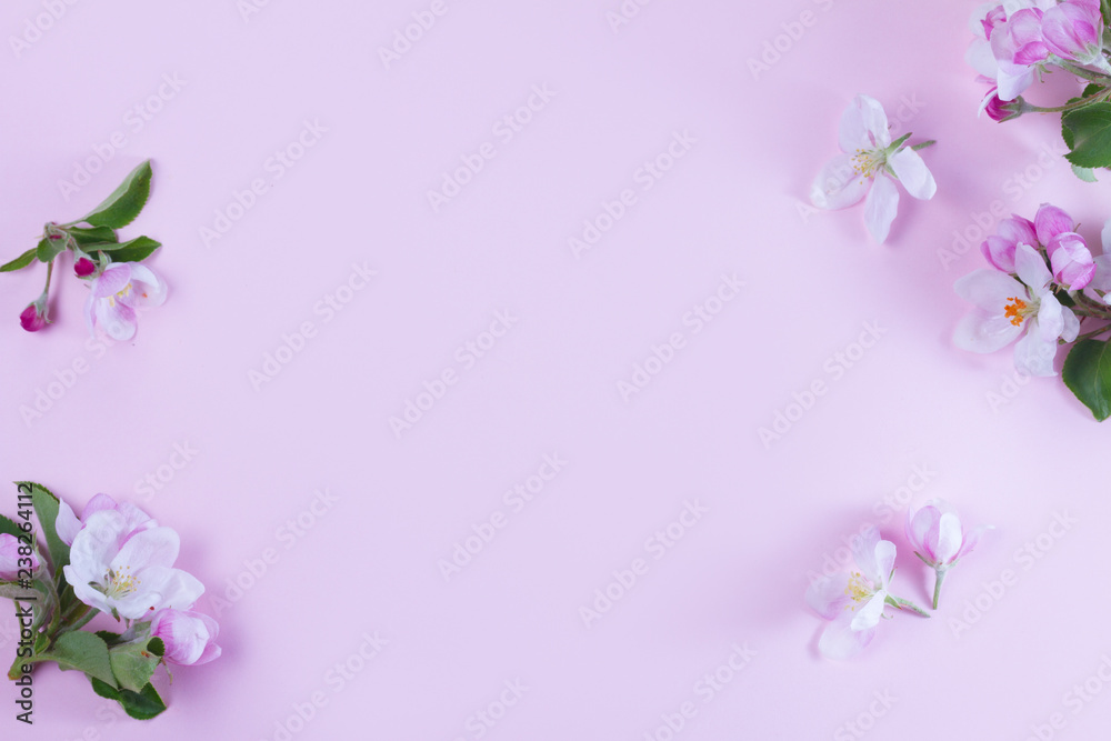 Spring apple tree flowers blooming twig on pink background, top view flat lay scene