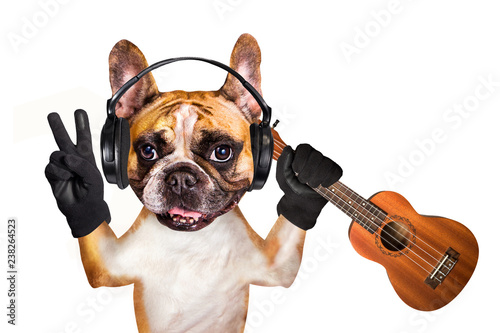 french bulldog on white isolated background keeps ukulele in headphones © vika33