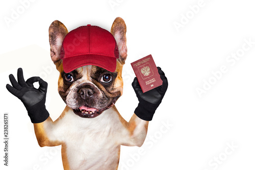 french bulldog on white isolated background keeps passport © vika33