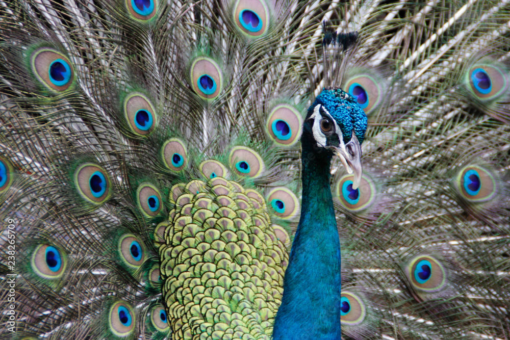 Obraz premium Beautiful peacock straightened fluffy tail with multi-colored feathers: blue and green. portrait of a peacock
