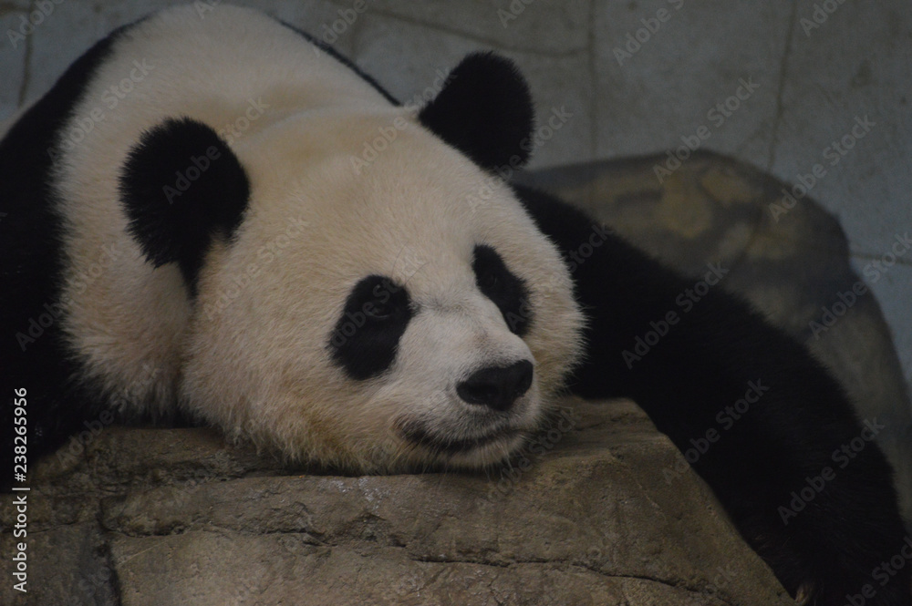 Fototapeta premium panda