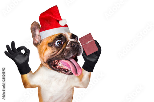 french bulldog on white isolated background keep passport in christmas hat © vika33