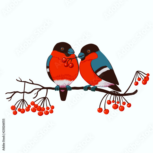 Two bullfinches on a sorbus branch