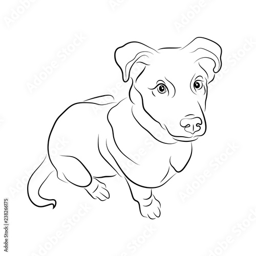 Vector illustration. Dog sketch photo