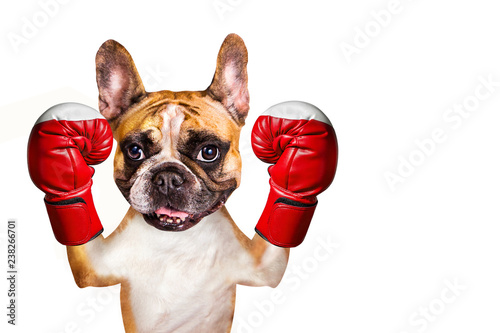 french bulldog on white isolated background in boxing glove © vika33