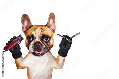 french bulldog on white isolated background keeps hairdressing tools © vika33