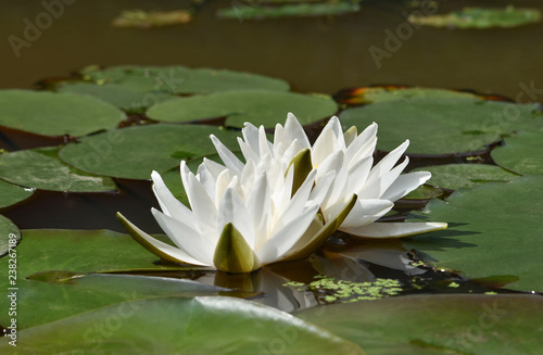 White water lilies with green petals on the round large leaves on a flat surface of the pond