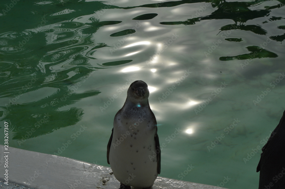 Naklejka premium Seal