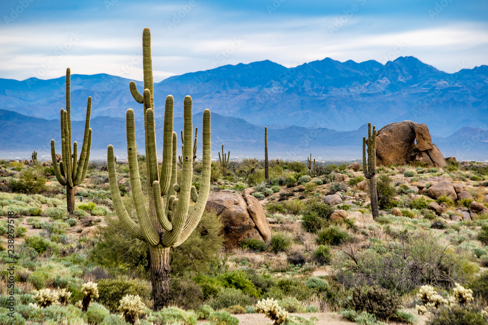 Saguaros and the mountains