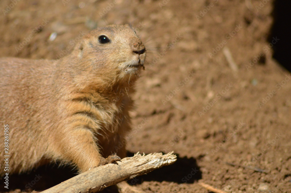 prairie dog prairie dog