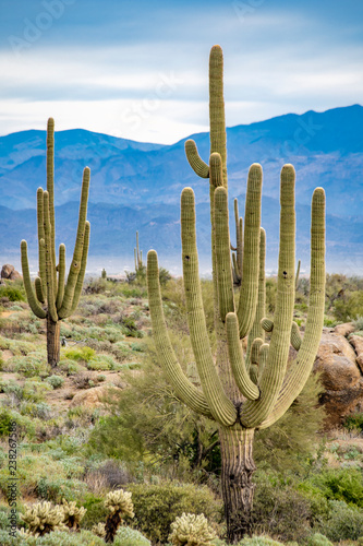 Saguaros and the surrounding mountatins © TomR