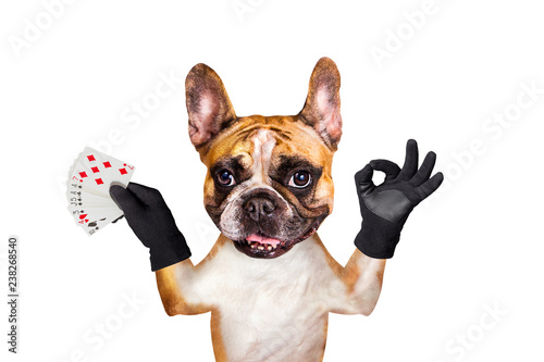 french bulldog on white isolated background keeps playing cards © vika33