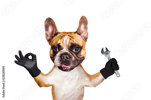 french bulldog on white isolated background keeps adjustable wrench © vika33
