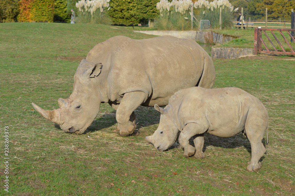 rhino's rhino's