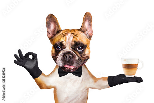 french bulldog on white isolated background keeps coffee latte photo