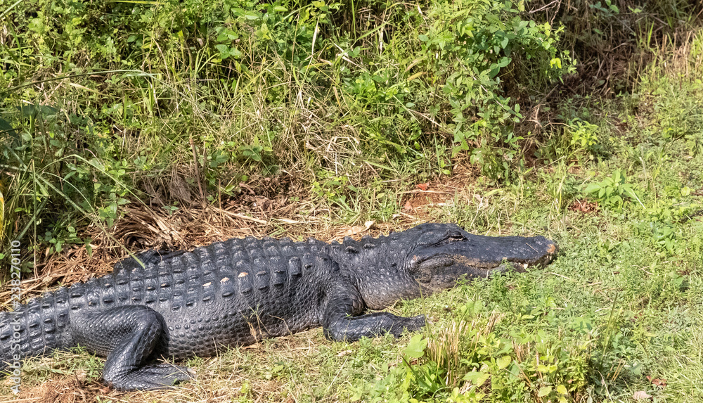 alligators