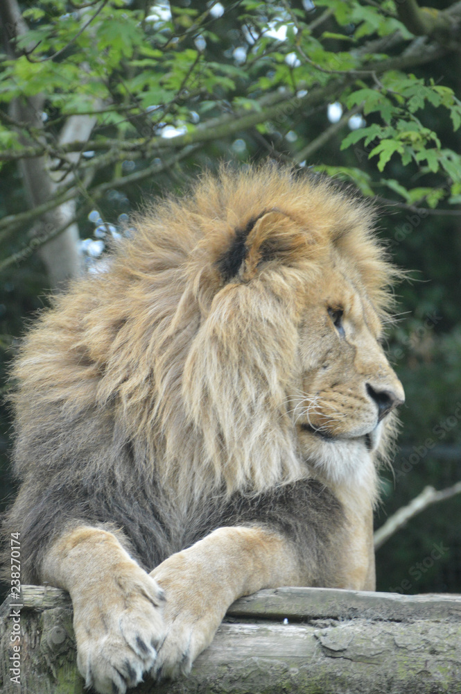 Naklejka premium portrait of a lion