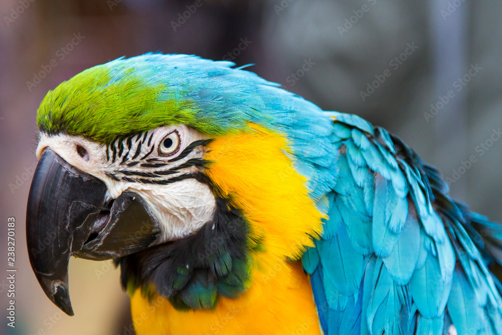 Macaw Parrot 