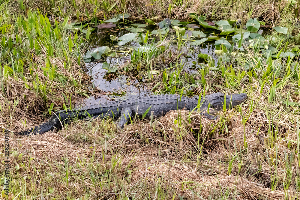 alligator