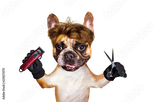 untidy french bulldog with long hair on white isolated background keeps scissors and hairdresser tools © vika33