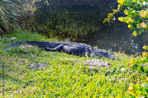 Obraz na płótnie crocodile in the water w salonie