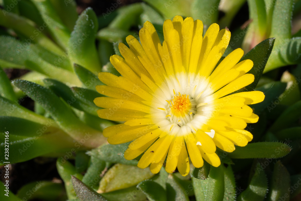 Midday flower, Delosperma congestum Midday flower, Delosperma congestum