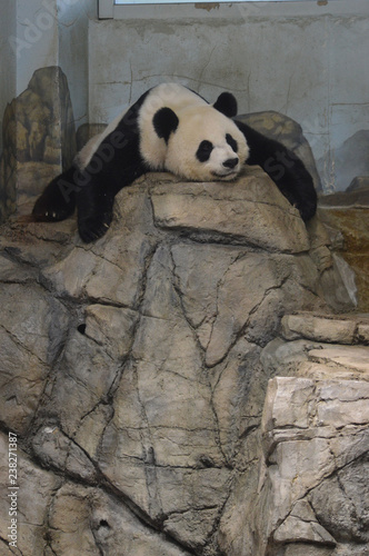 giant panda photo