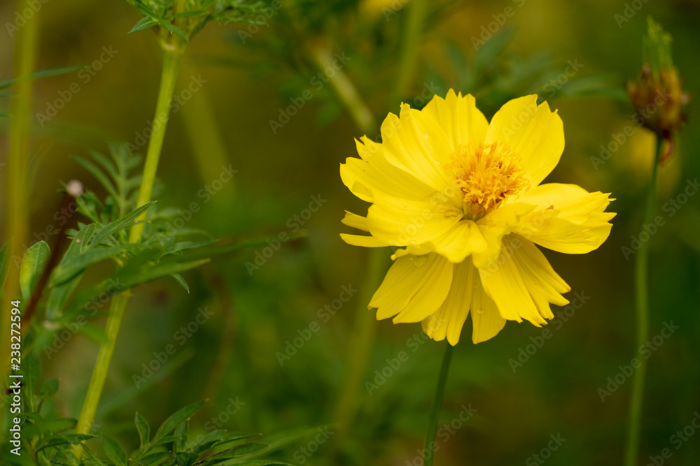 Fototapeta premium Cosmos sulphureus or mexican aster flower yellow Beautiful in the garden.