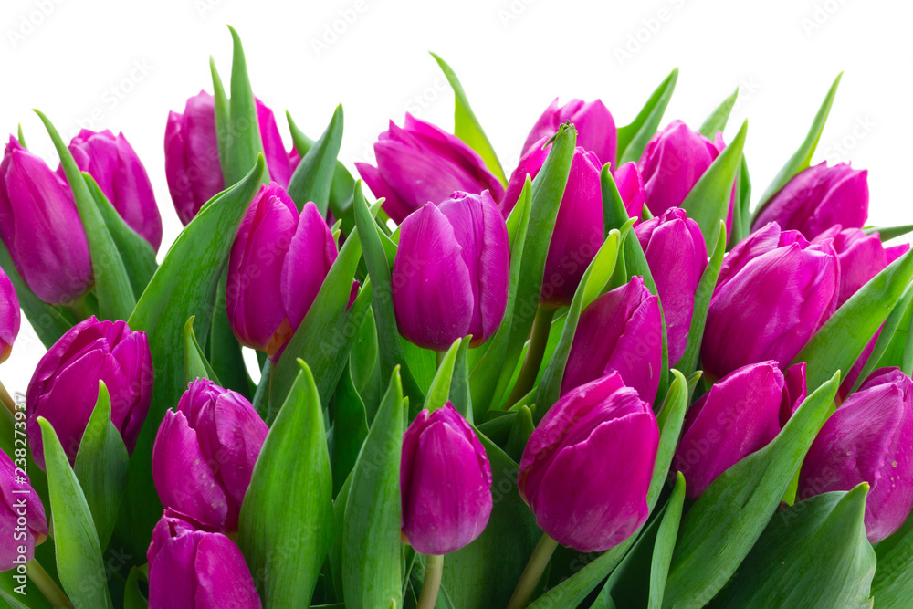 Dark violet fresh tulip flowers row isolated on white background Dark violet fresh tulip flowers row isolated on white background