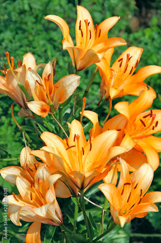 Fototapeta Naklejka Na Ścianę i Meble -  Yellow flowers of lilies growing in garden