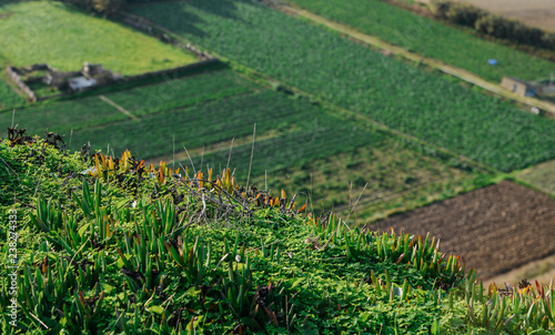 Wallpaper Mural Bokeh scene of vegetation on hill with copy space Torontodigital.ca