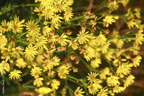 Yellow Senico jacobaea blossoming in garden. Jacobaea vulgaris blooming in field