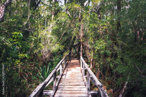 Sendero El Tepual footpath at Chiloe National Park - Chiloe Island, Chile photo