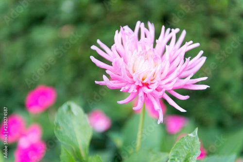 FLOR COLOR ROSA