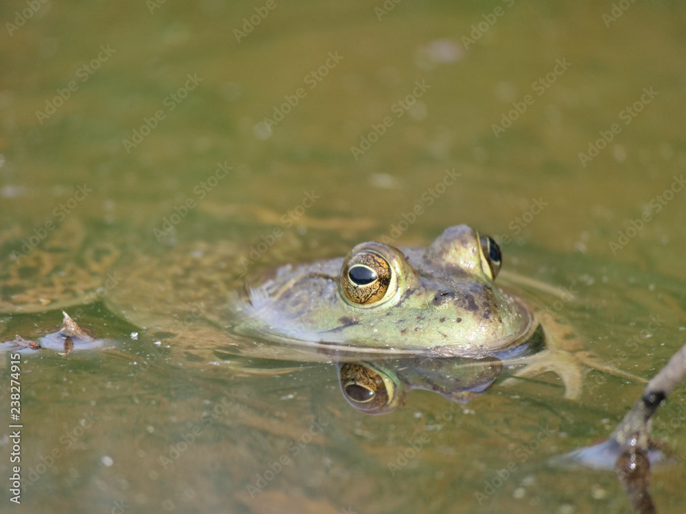 Frog Frog