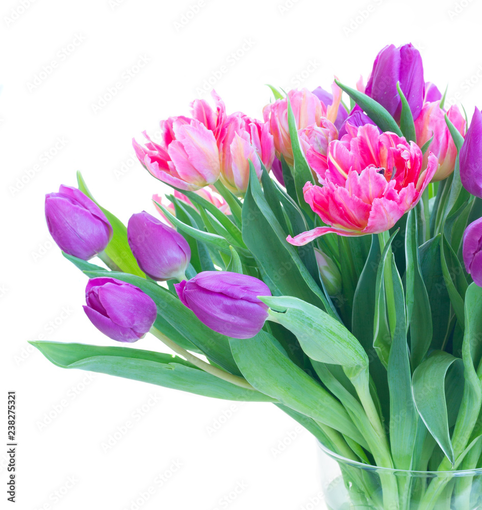 Pink and violet fresh tulip flowers bouquet isolated on white background Pink and violet fresh tulip flowers bouquet isolated on white background