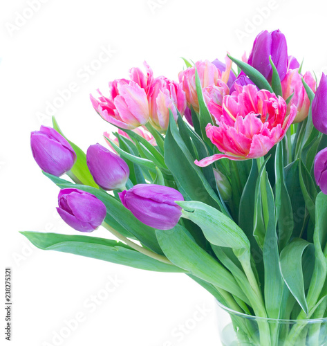 Pink and violet fresh tulip flowers bouquet isolated on white background