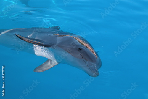Delfin © Andreas