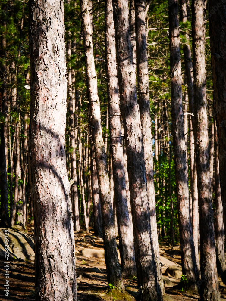 Naklejka premium forest