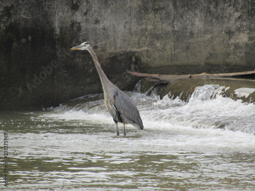 Blue Heron wadding in the lake