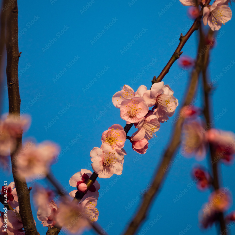 朝焼けの光を浴びる桜の花 Stock 写真 Adobe Stock