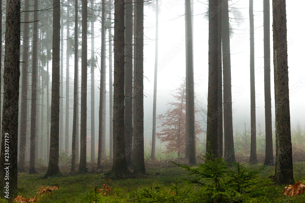 Naklejka premium Forest in fog, autumn in a forest of the Czech Republic.