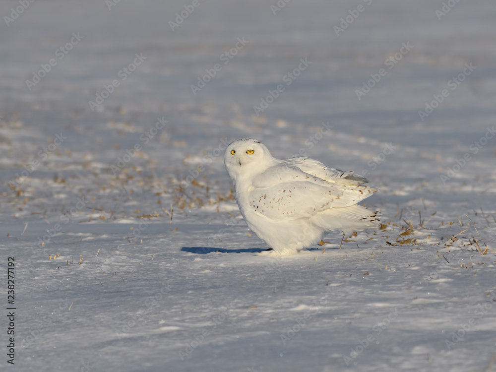 Snowy Owl Male Sitting on Snow Field  in Winter, Portrait