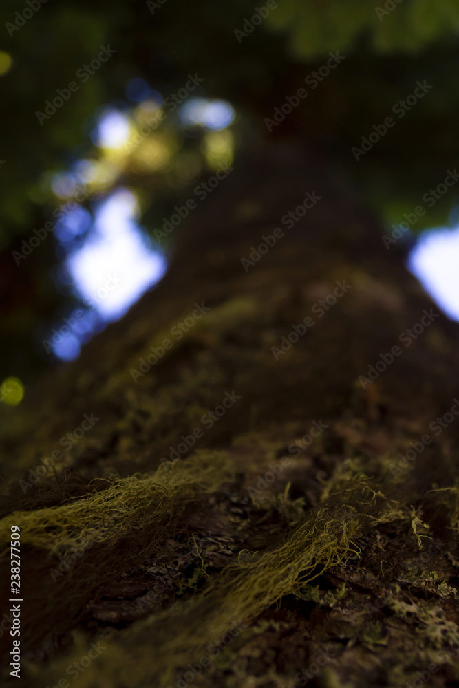 Obraz premium Tree bark with lichen and moss. Vertical long barrel. Bottom view. Shallow depth of field. Blur the background. Green leaves of the crown.