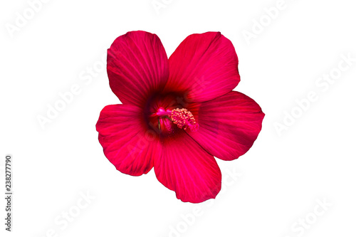 Red flower on a white background.