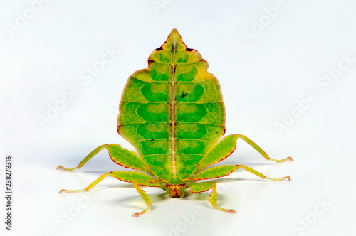 Wandelndes Blatt (Phyllium philippinicum) - leaf insect