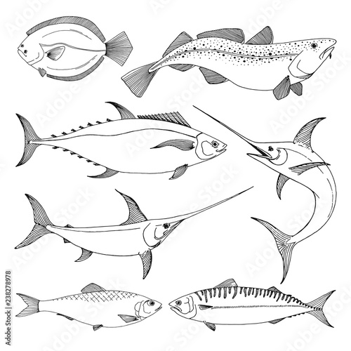 Set of different sea fishes. Vector illustration in sketch style